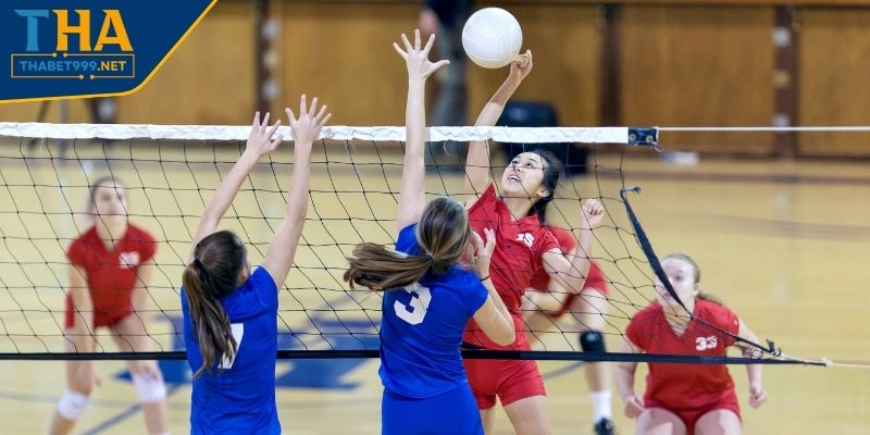 Các loại kèo trong cá cược bóng chuyền thường gặp