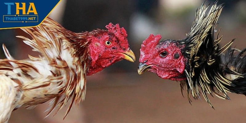 Hướng dẫn cách cược đá gà THABET chi tiết cho tân binh