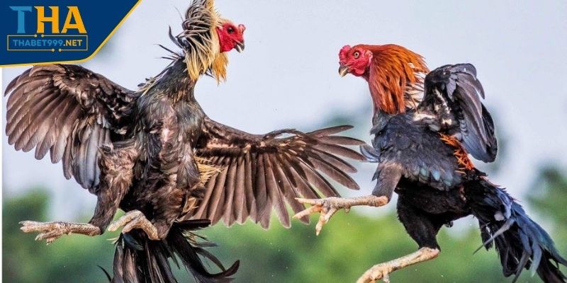 Chọn trận đấu có lợi thế