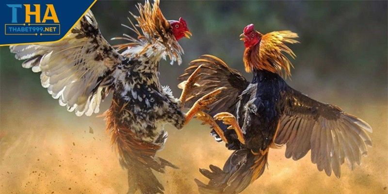 Loại hình Meron trong đá gà